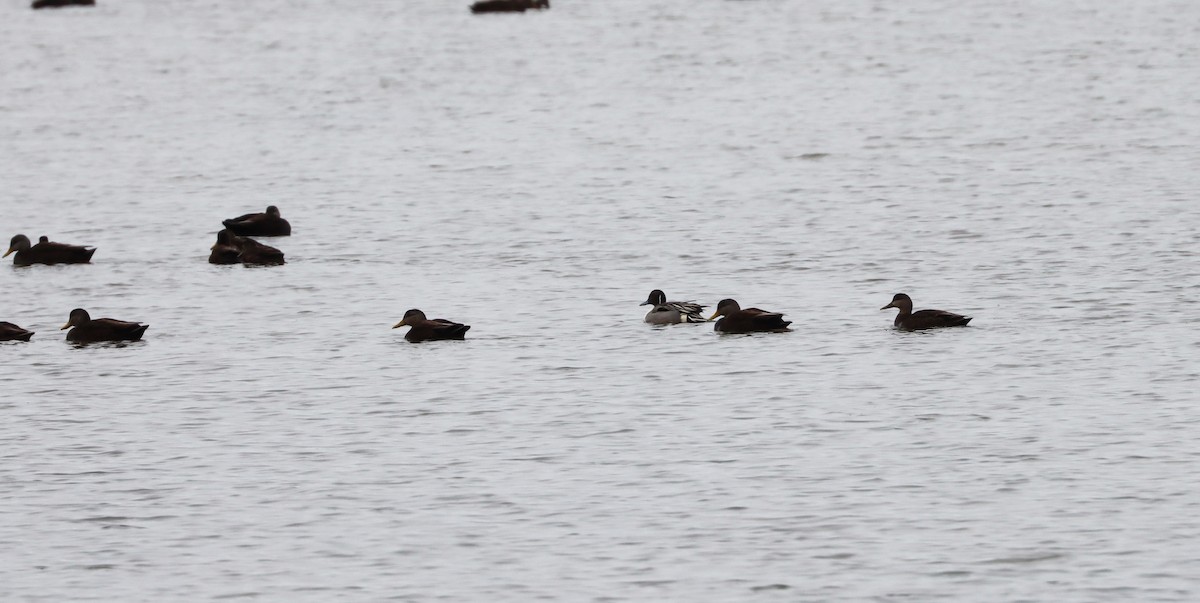 Northern Pintail - ML419717491