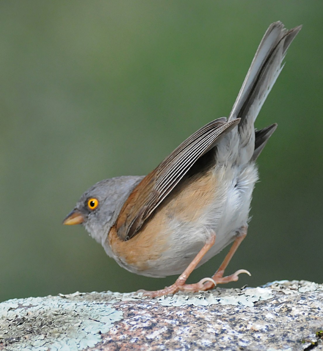 Baird's Junco - ML41971751