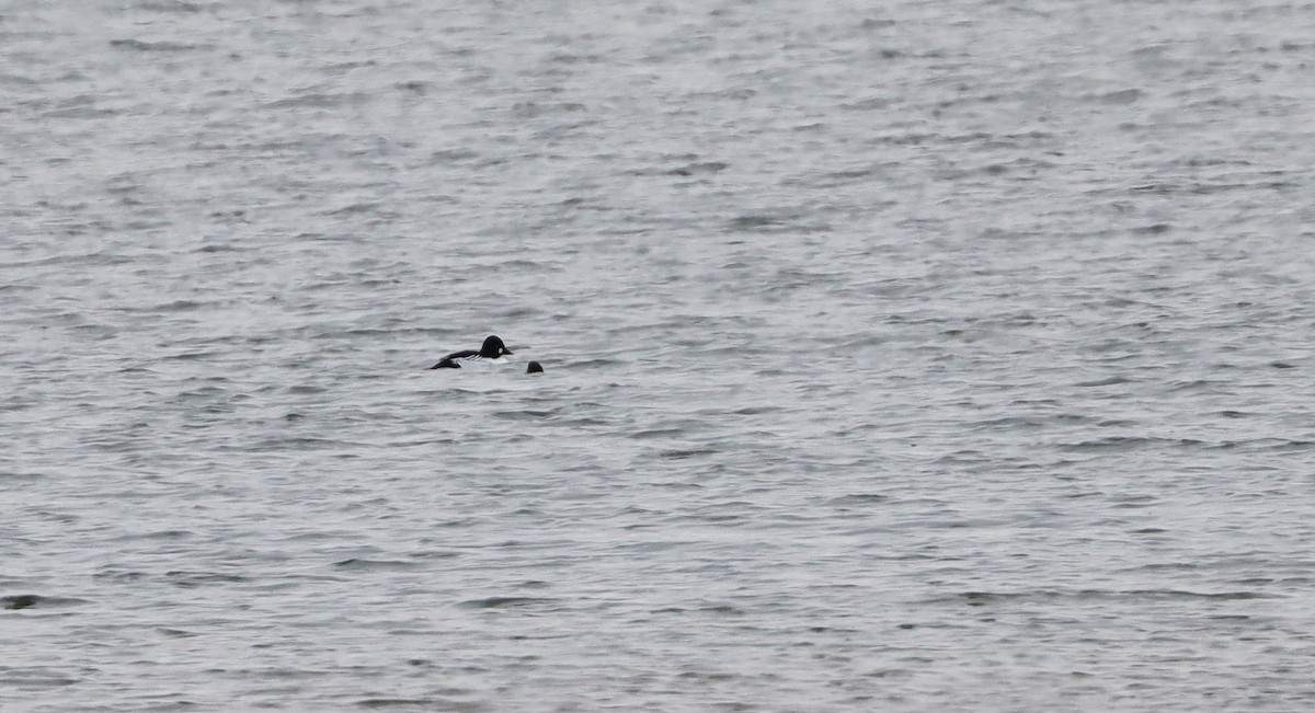 Common Goldeneye - ML419717631