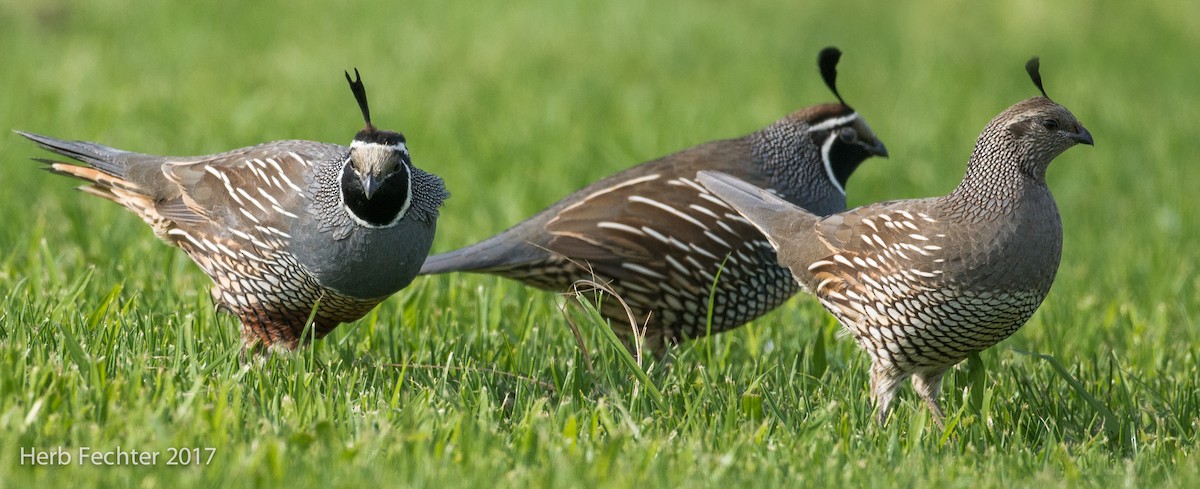 California Quail - Herbert Fechter