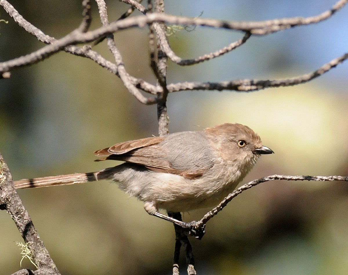 Bushtit - Steven Mlodinow