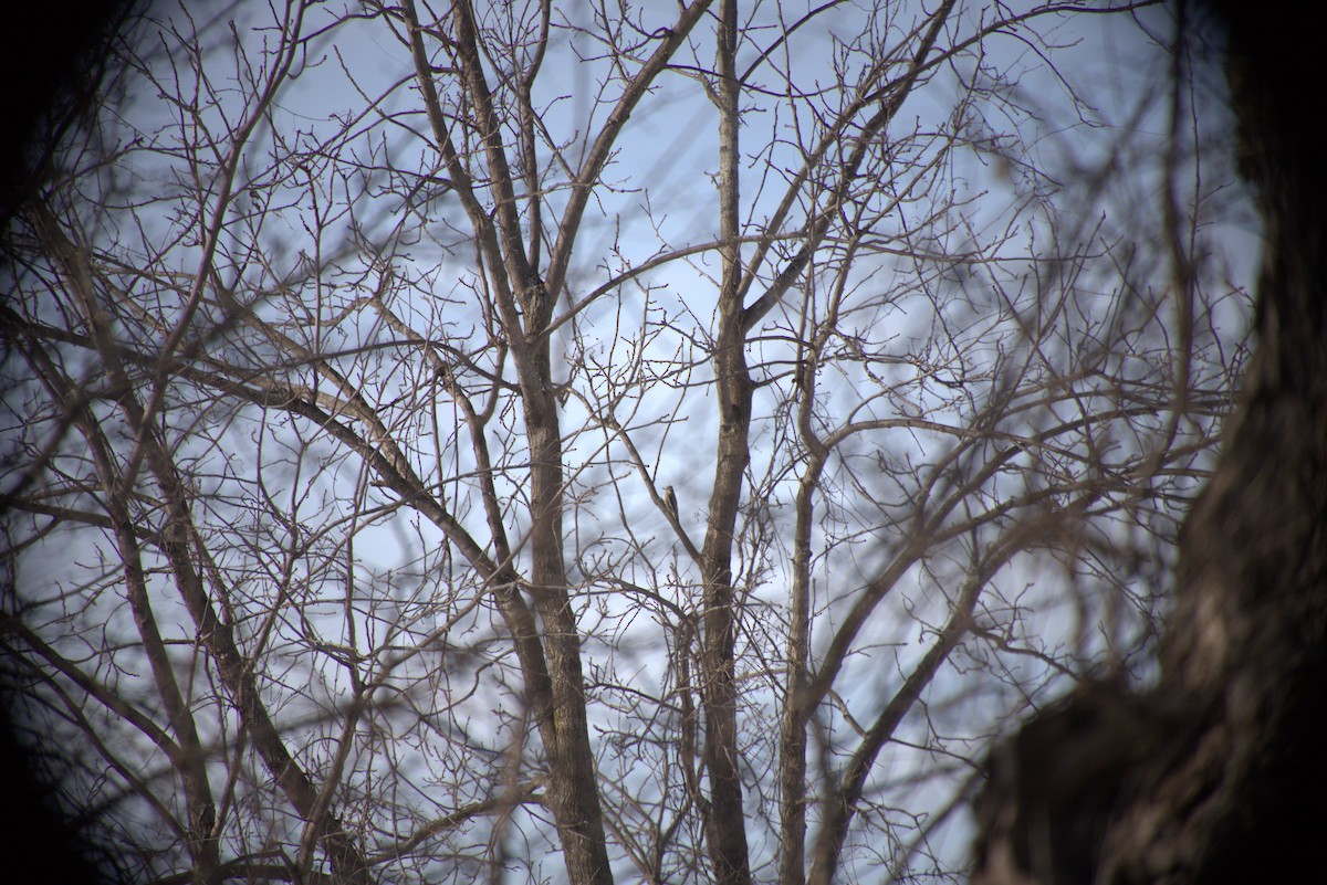 Yellow-bellied Sapsucker - ML419721231