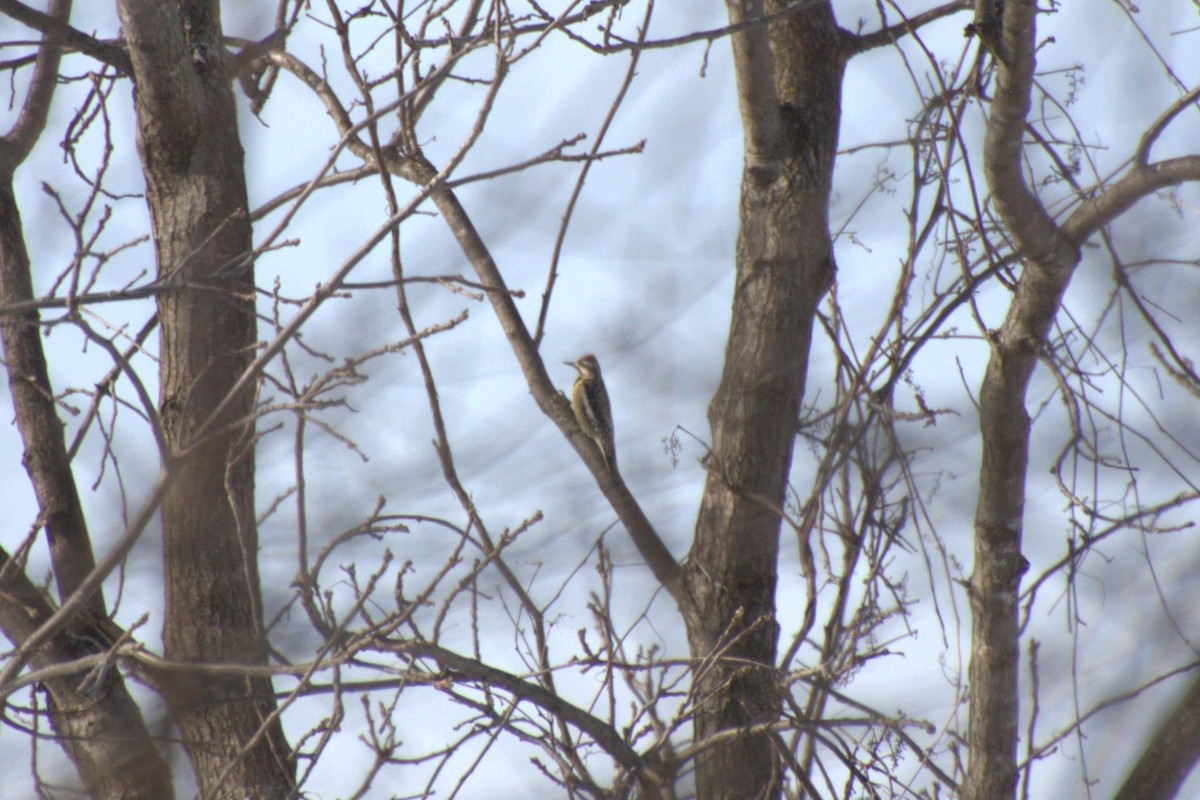 Yellow-bellied Sapsucker - ML419721511