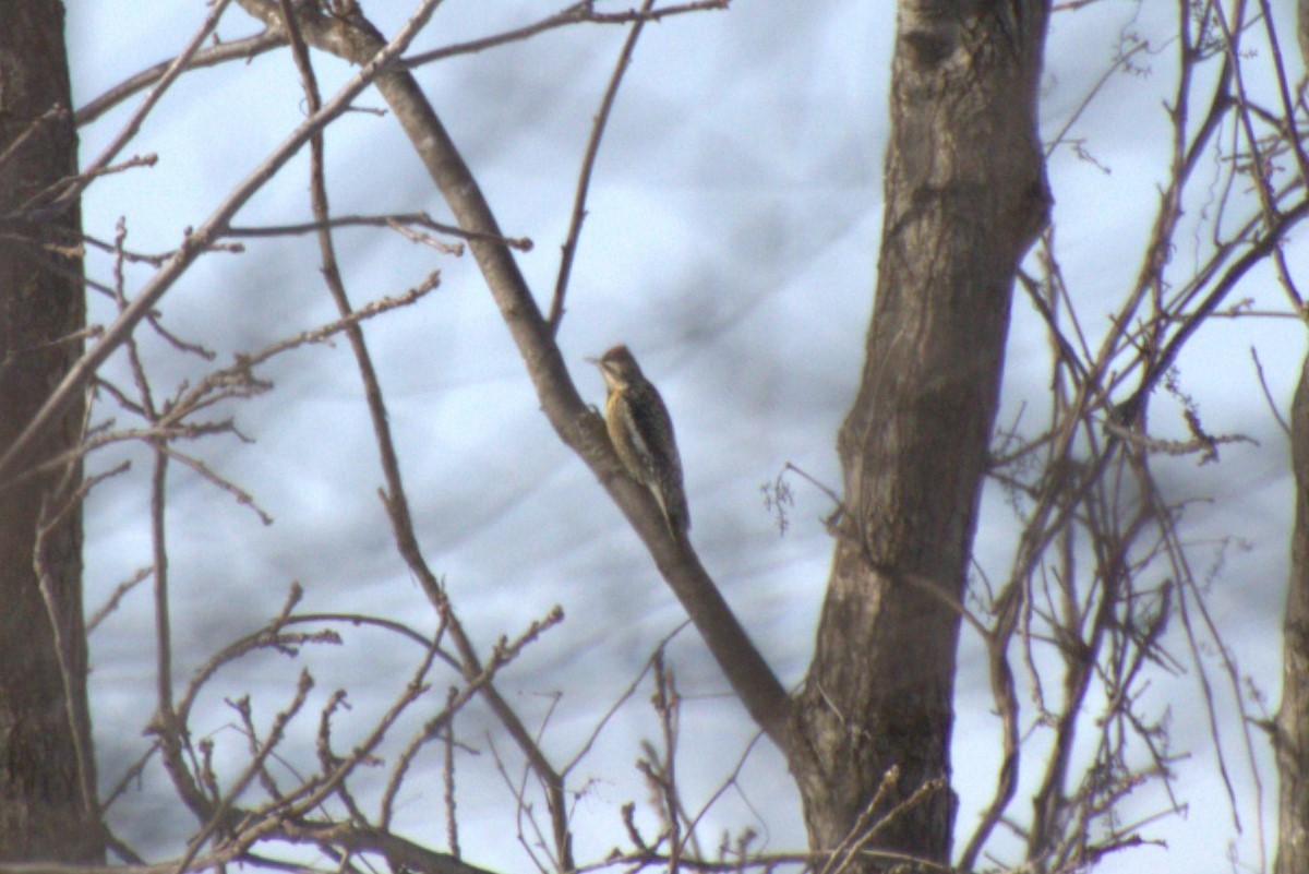 Yellow-bellied Sapsucker - ML419722061