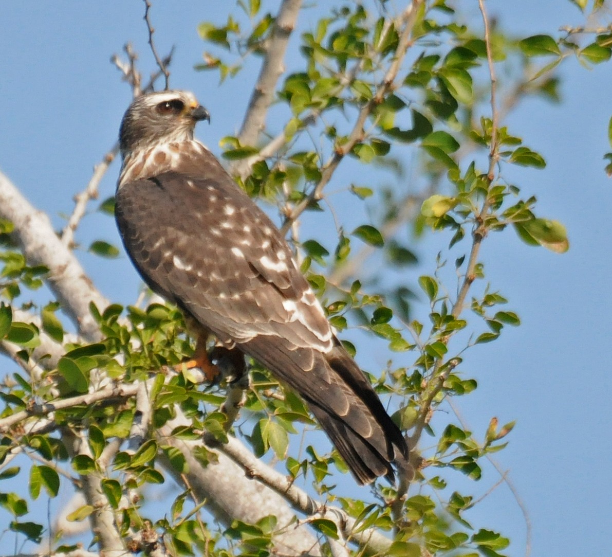 Mississippi Kite - ML41972531