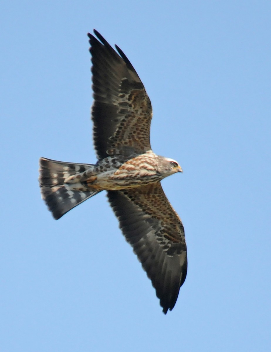 Mississippi Kite - ML41972541