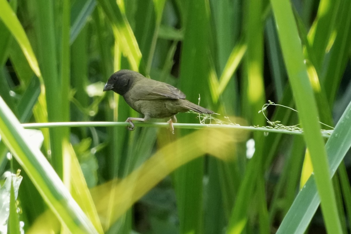 Black-faced Grassquit - Eric Bischoff