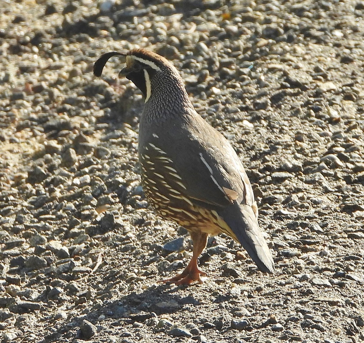 California Quail - ML419728891