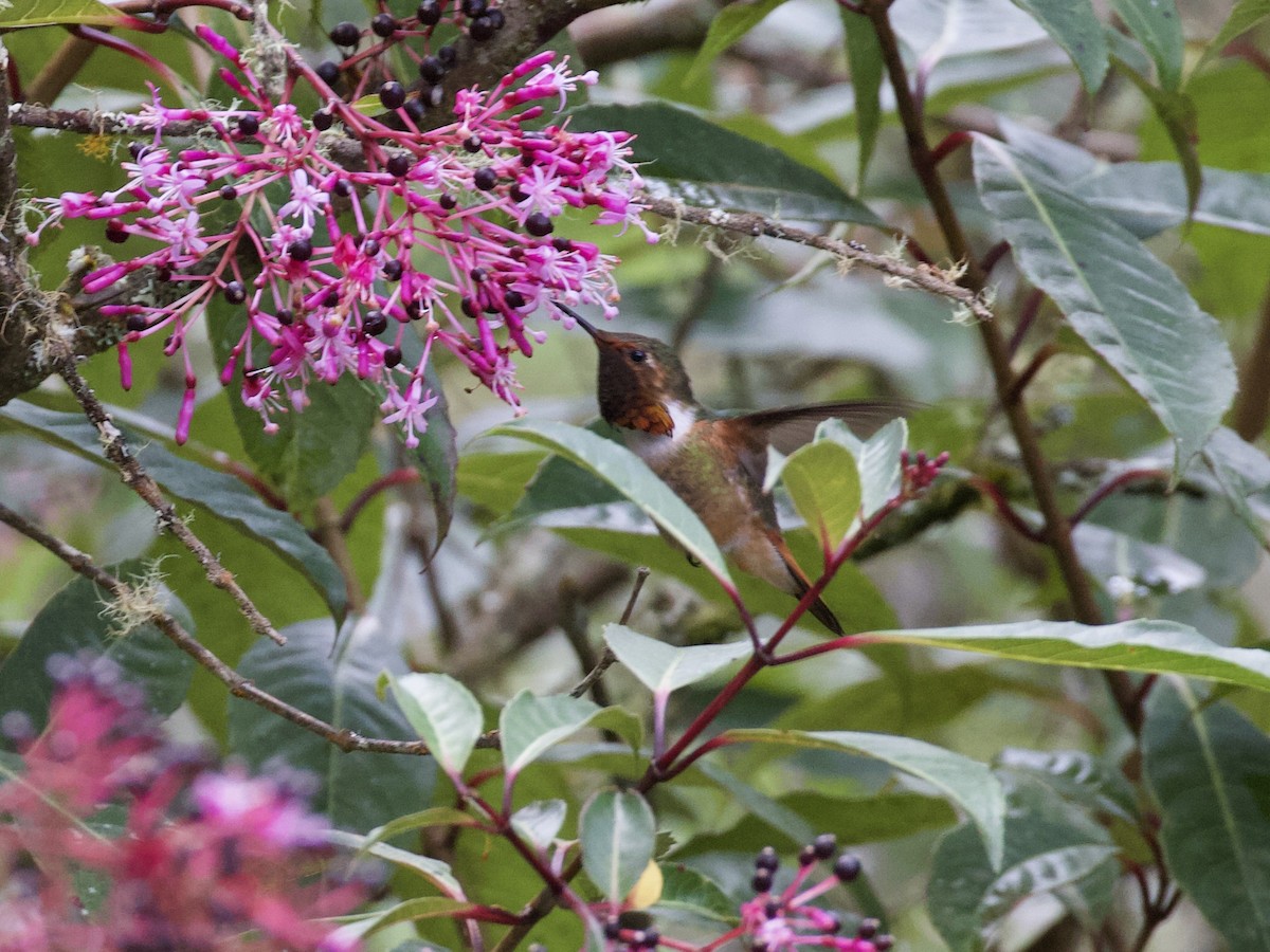 Scintillant Hummingbird - ML419729251