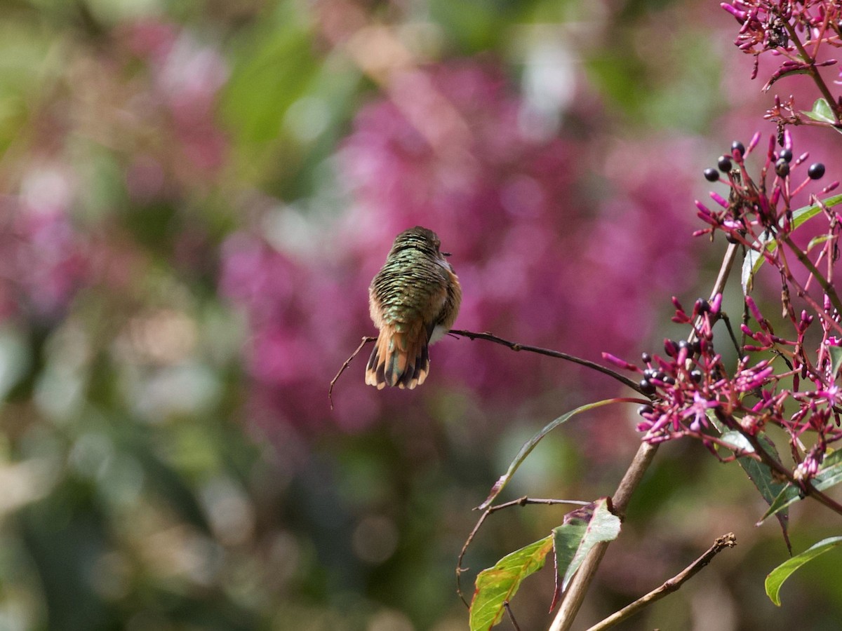 Scintillant Hummingbird - ML419729511