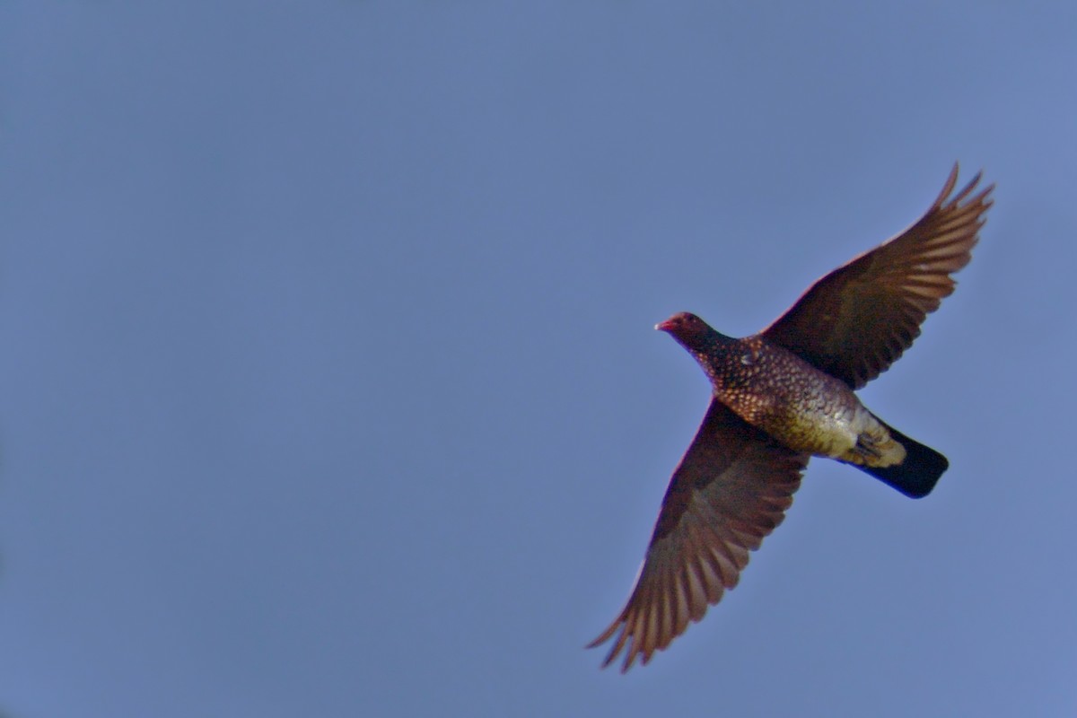 Scaled Pigeon - ML419729931