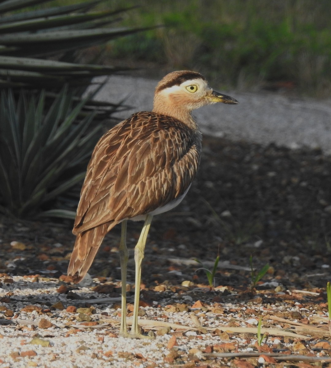 Double-striped Thick-knee - ML419732371