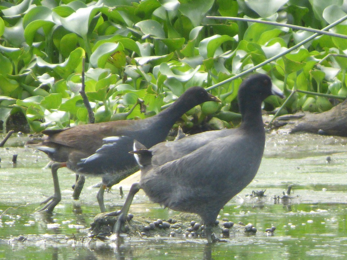 American Coot - ML419732541