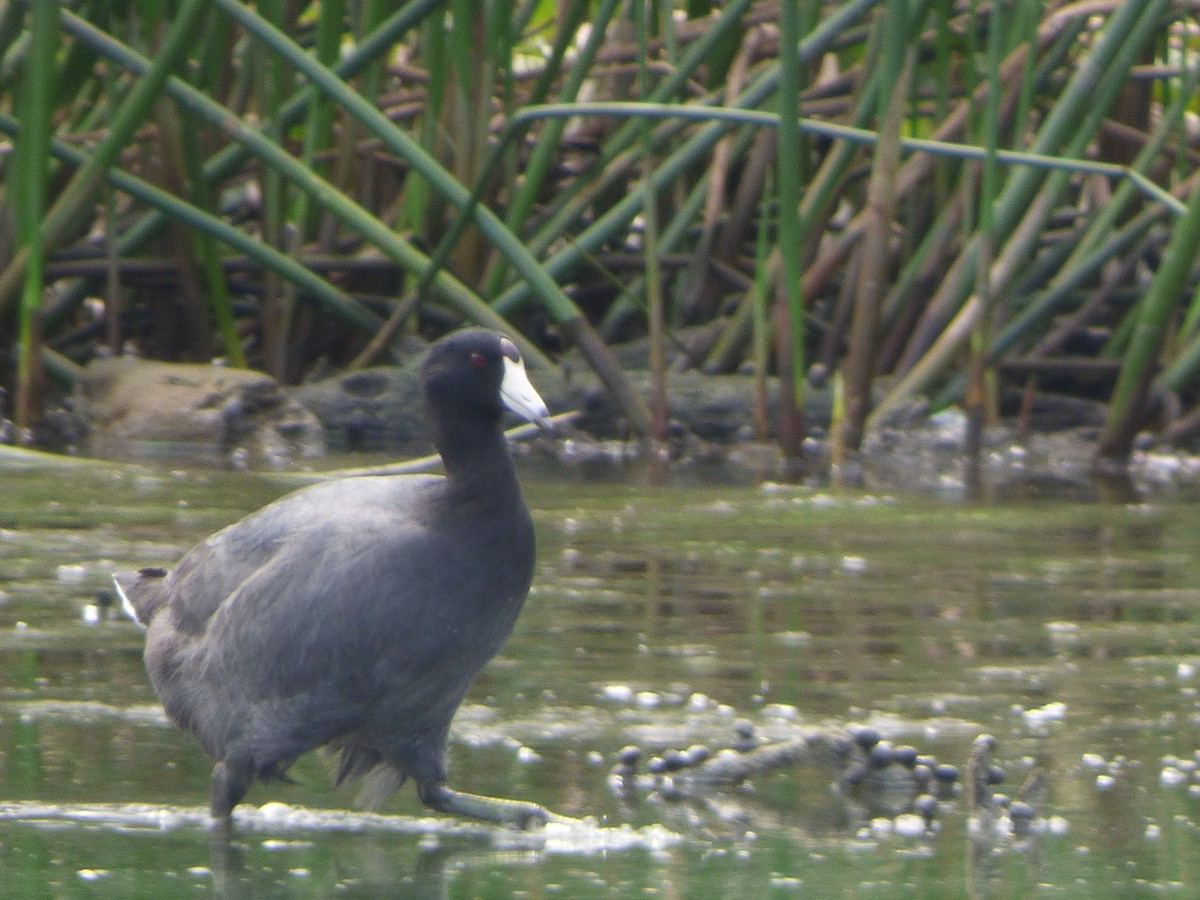 American Coot - ML419732551