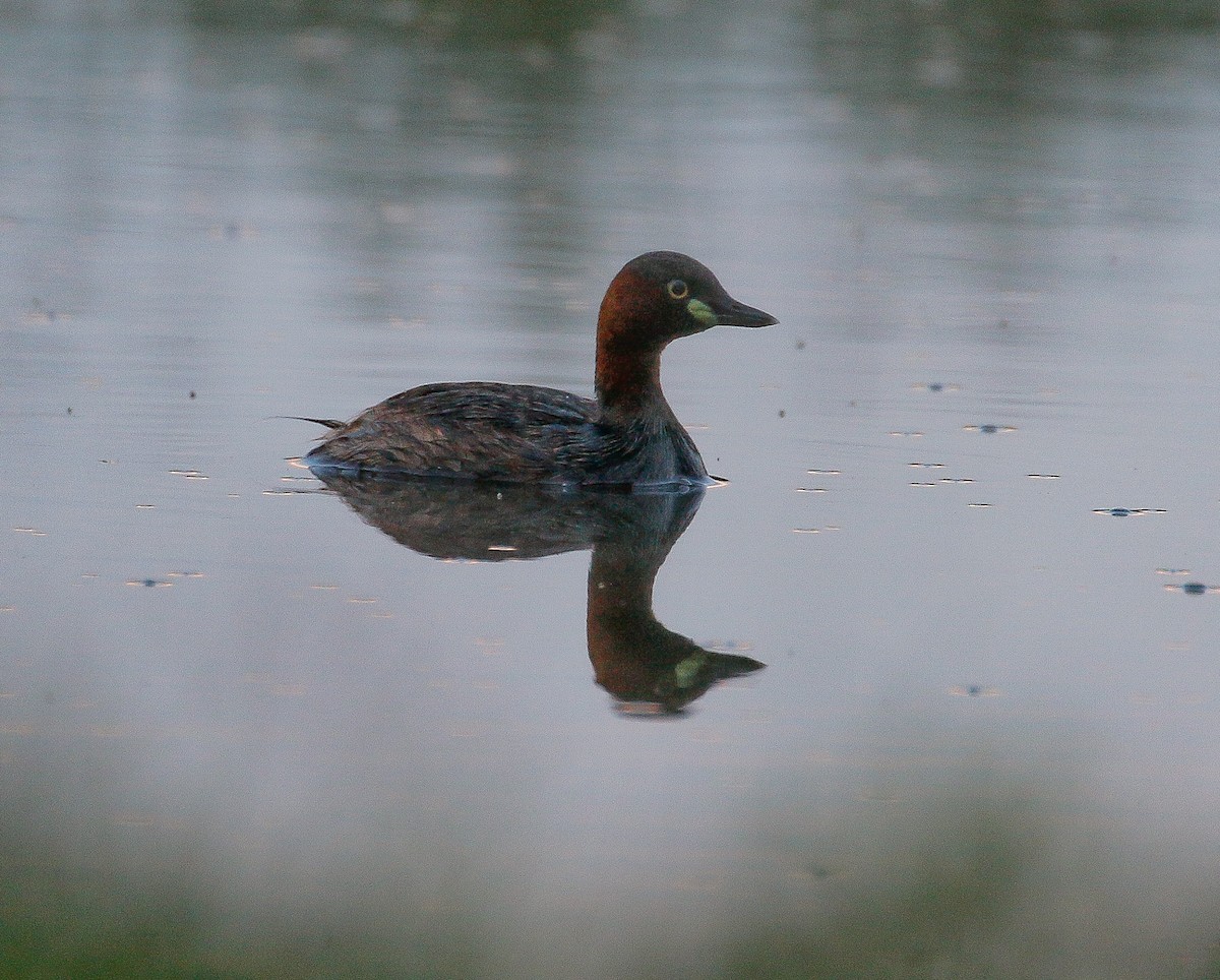 Little Grebe - ML419732901