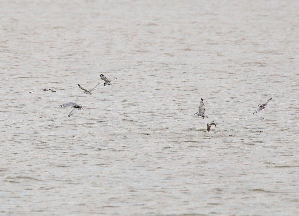 Whiskered Tern - ML419733071