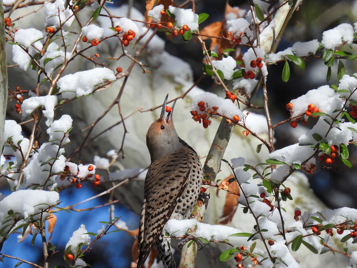 Northern Flicker (Red-shafted) - ML419734351