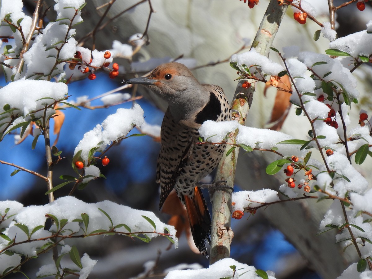Northern Flicker (Red-shafted) - ML419734731