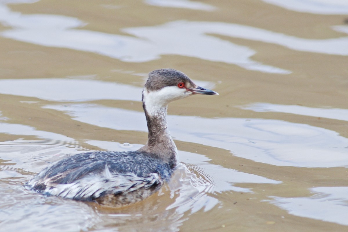 Horned Grebe - ML41973501