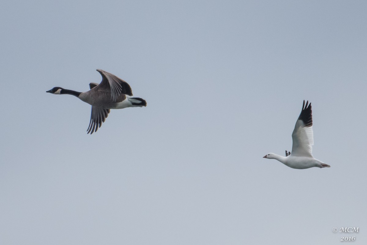 Ross's Goose - Mary Catherine Miguez