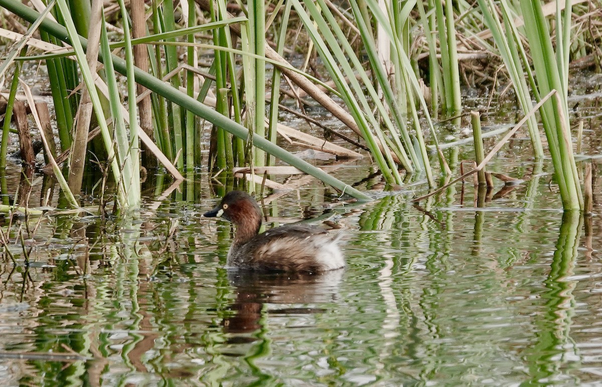 Little Grebe - ML419743251