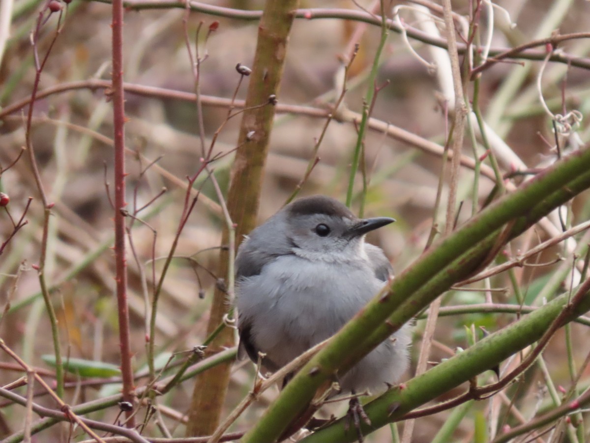 Gray Catbird - Kevin McGrath