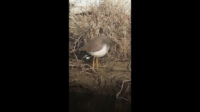 White-tailed Lapwing - ML419745091