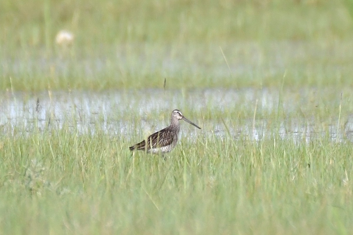 Long-billed Dowitcher - ML419745181