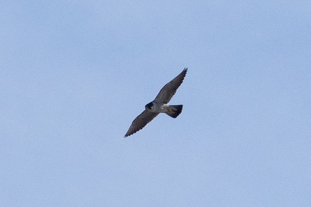 Wanderfalke - ML419745471
