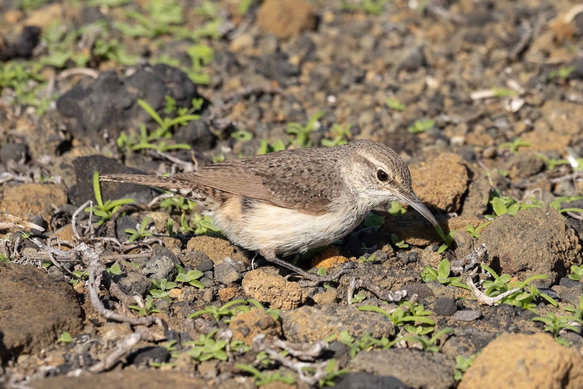 Felsenzaunkönig - ML419746651