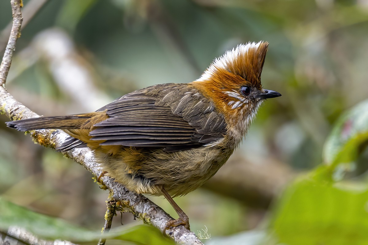 White-naped Yuhina - Su Li