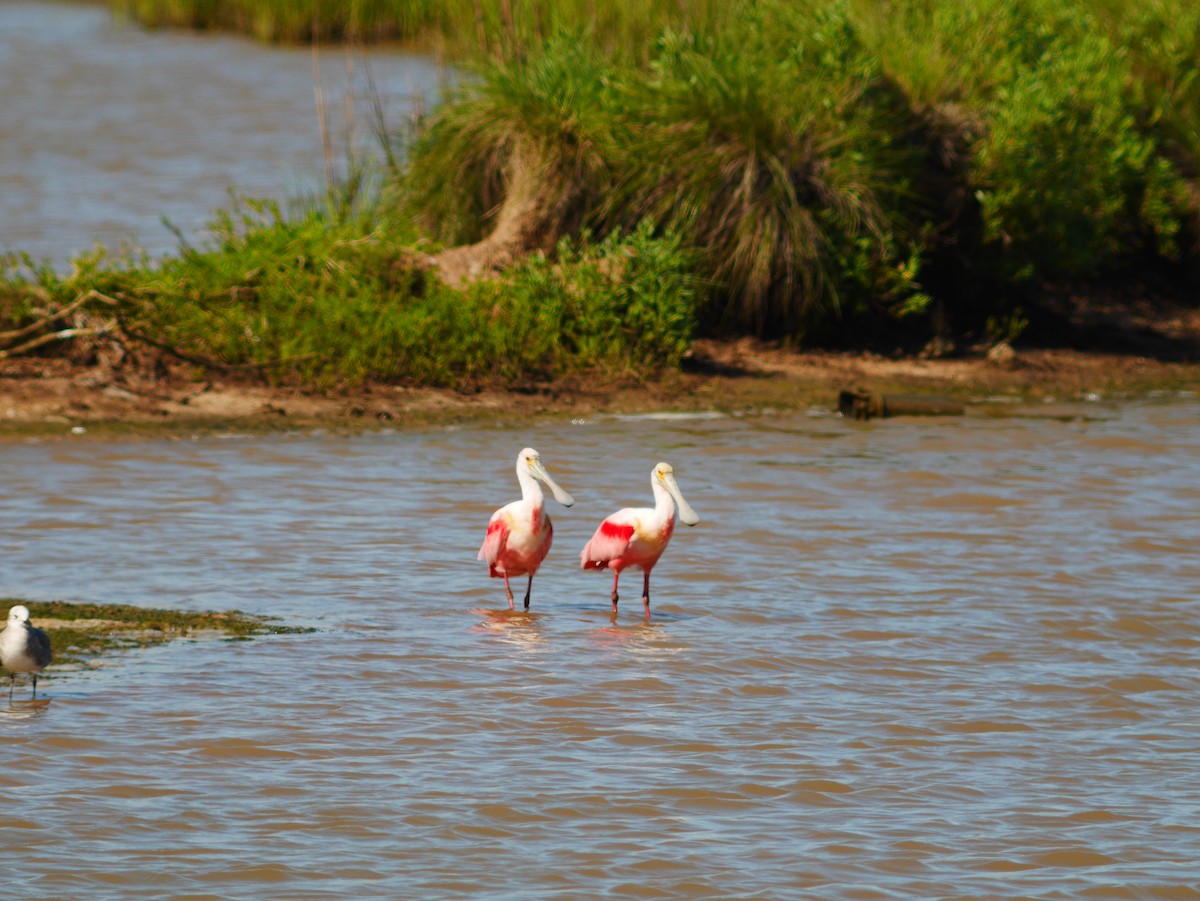 Roseate Spoonbill - ML419752141