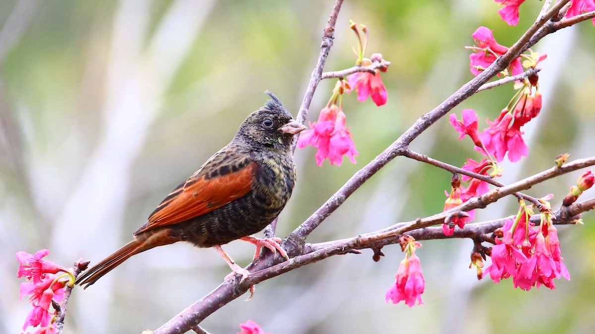 Crested Bunting - ML419753511