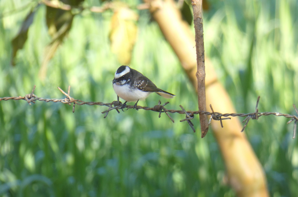 White-browed Fantail - ML419754101