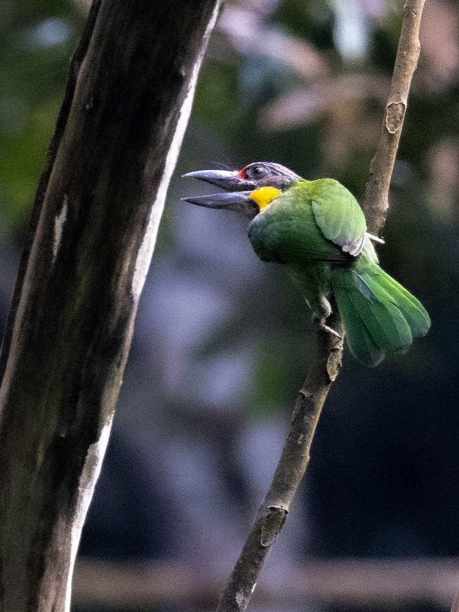 Gold-whiskered Barbet - ML419755181