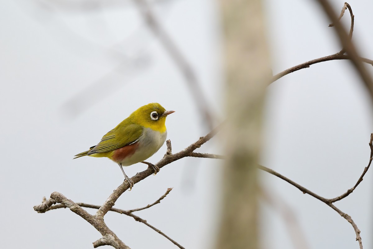 Chestnut-flanked White-eye - Zaia Kawlni