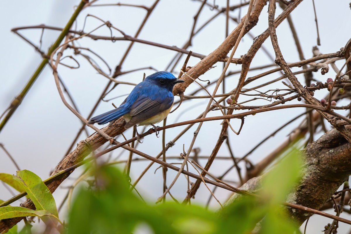 Blue-throated Flycatcher - Zaia Kawlni
