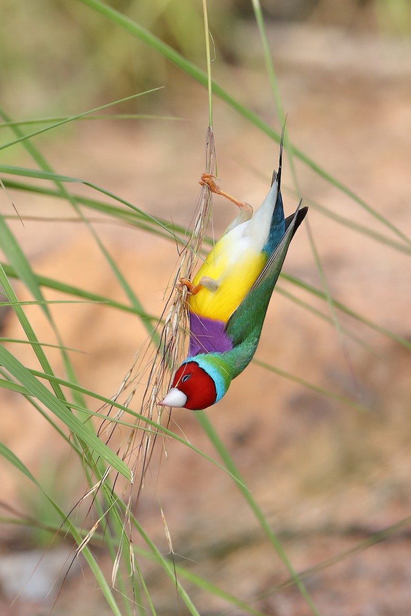 Gouldian Finch - ML419756901