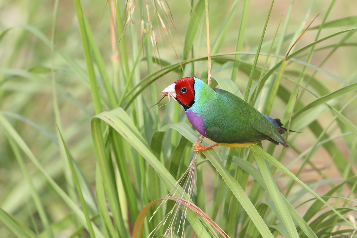 Gouldian Finch - ML419756921