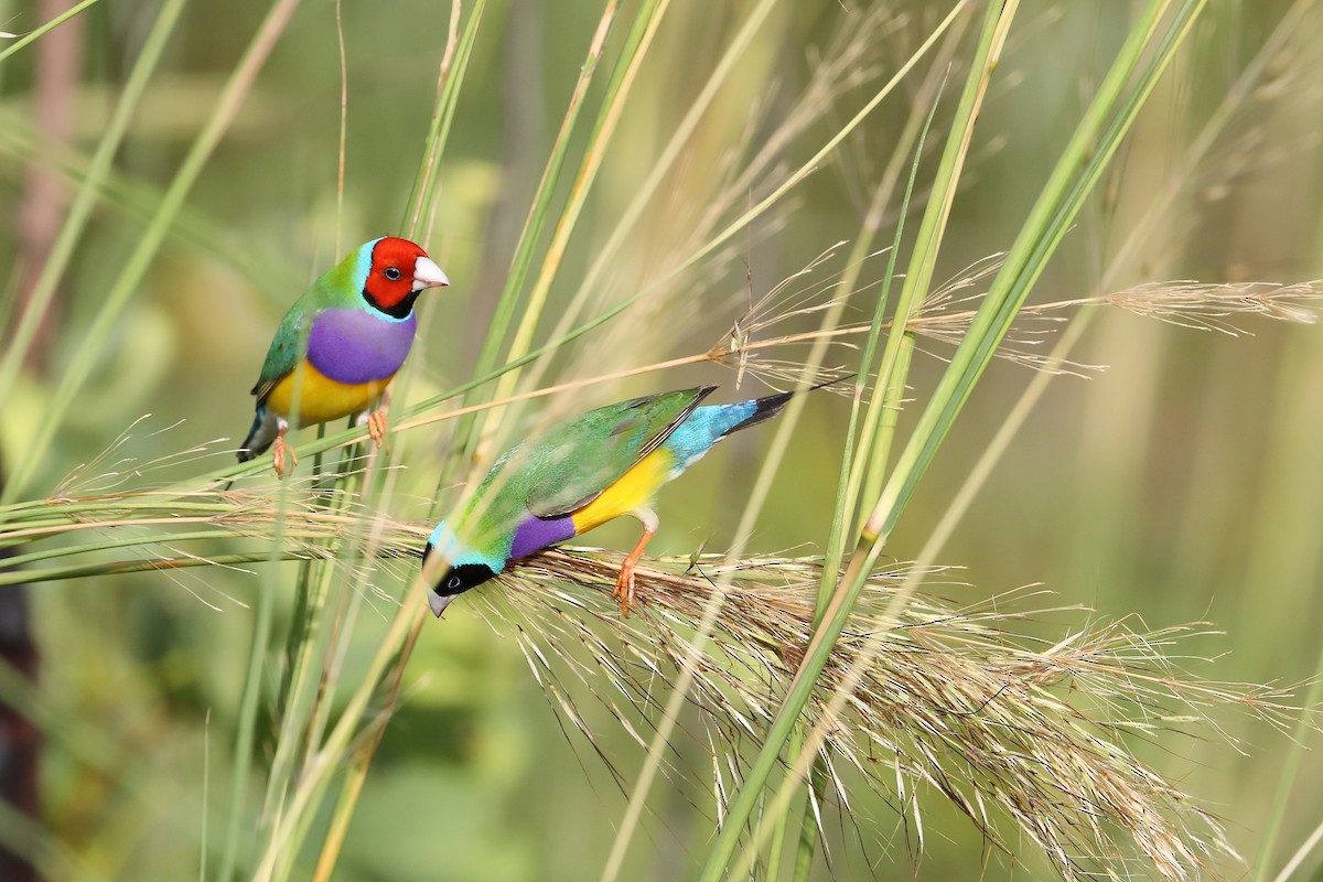 Gouldian Finch - ML419756931