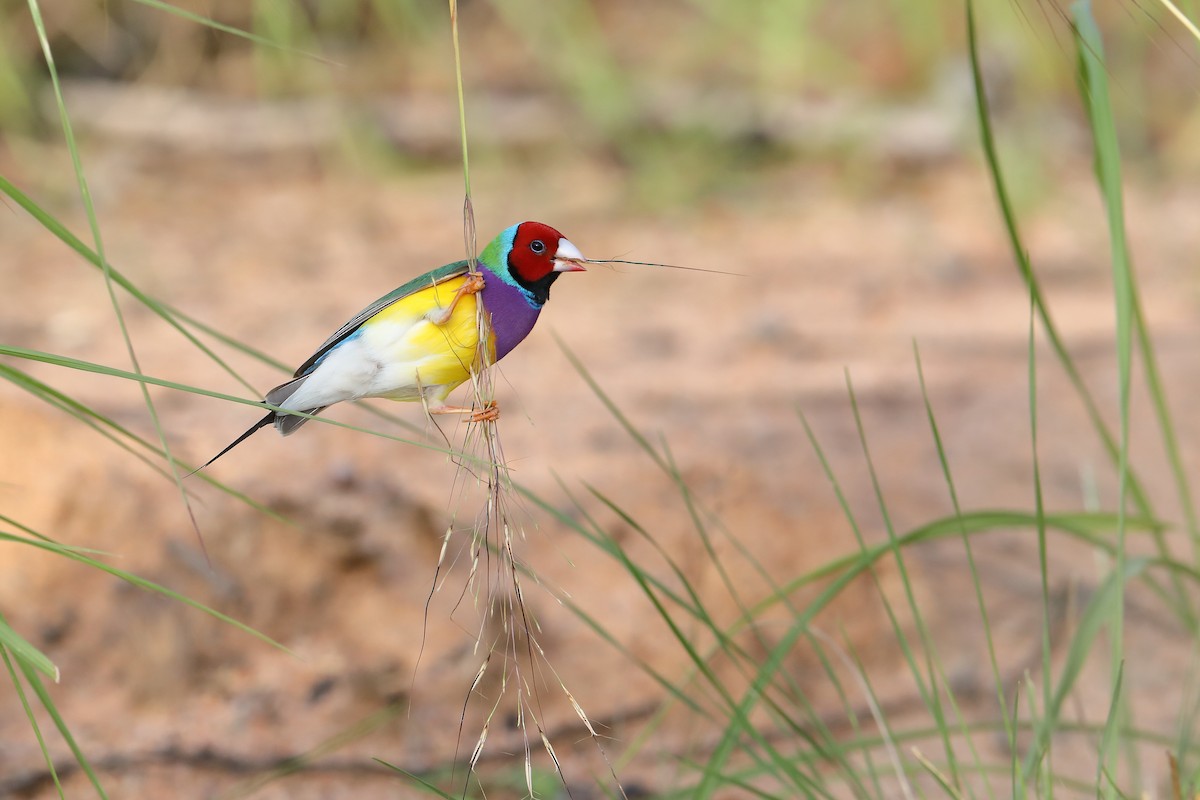 Gouldian Finch - ML419756941