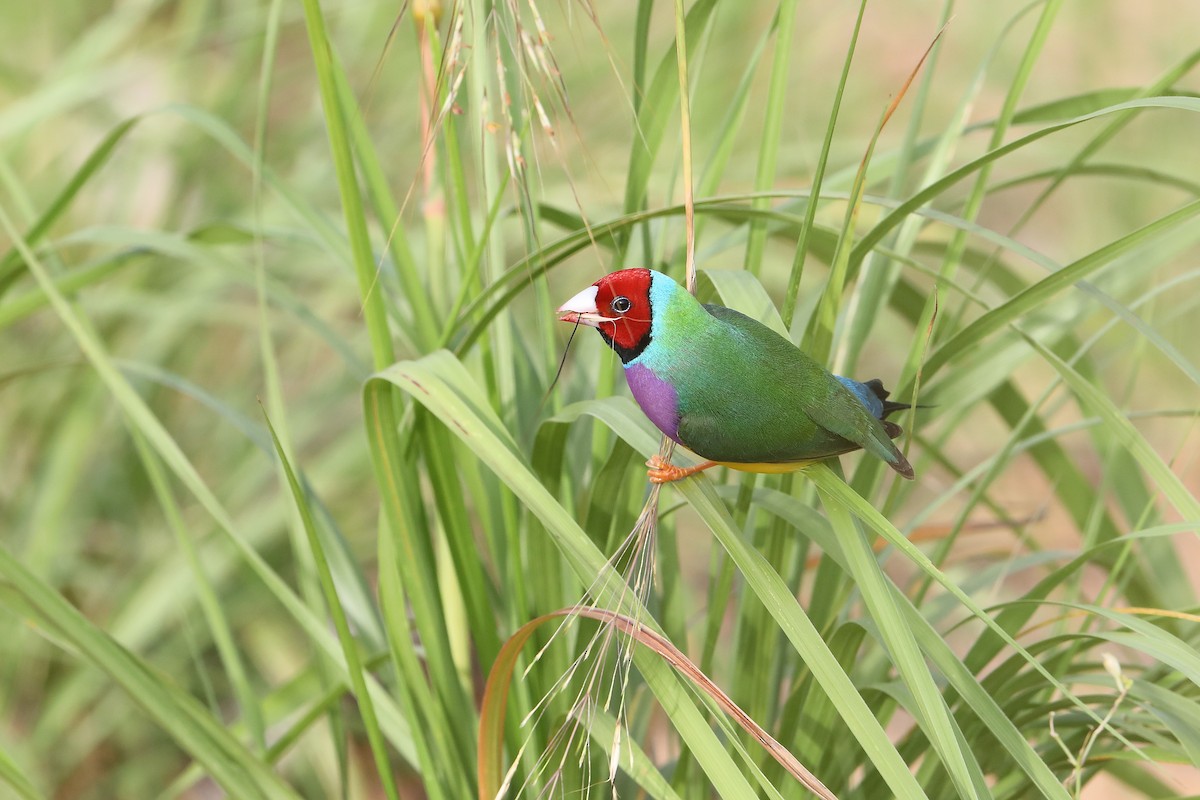 Gouldian Finch - ML419756951