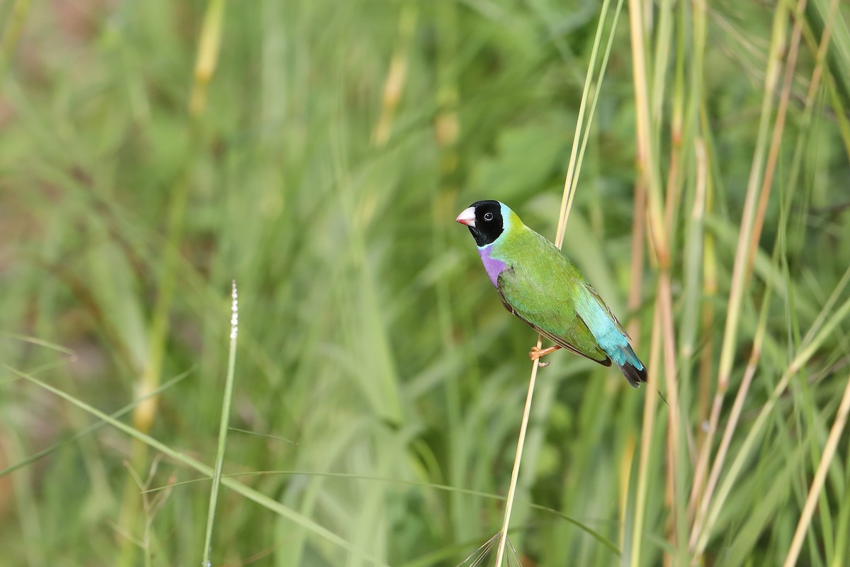 Gouldian Finch - ML419756961