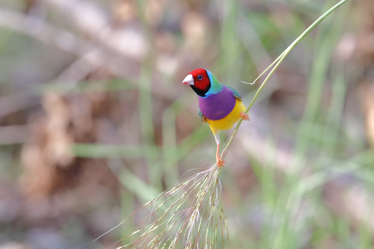 Gouldian Finch - ML419756971