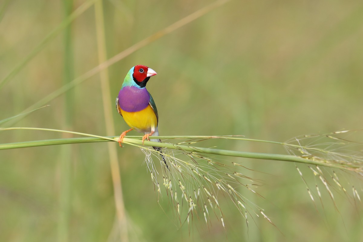 Gouldian Finch - ML419756981