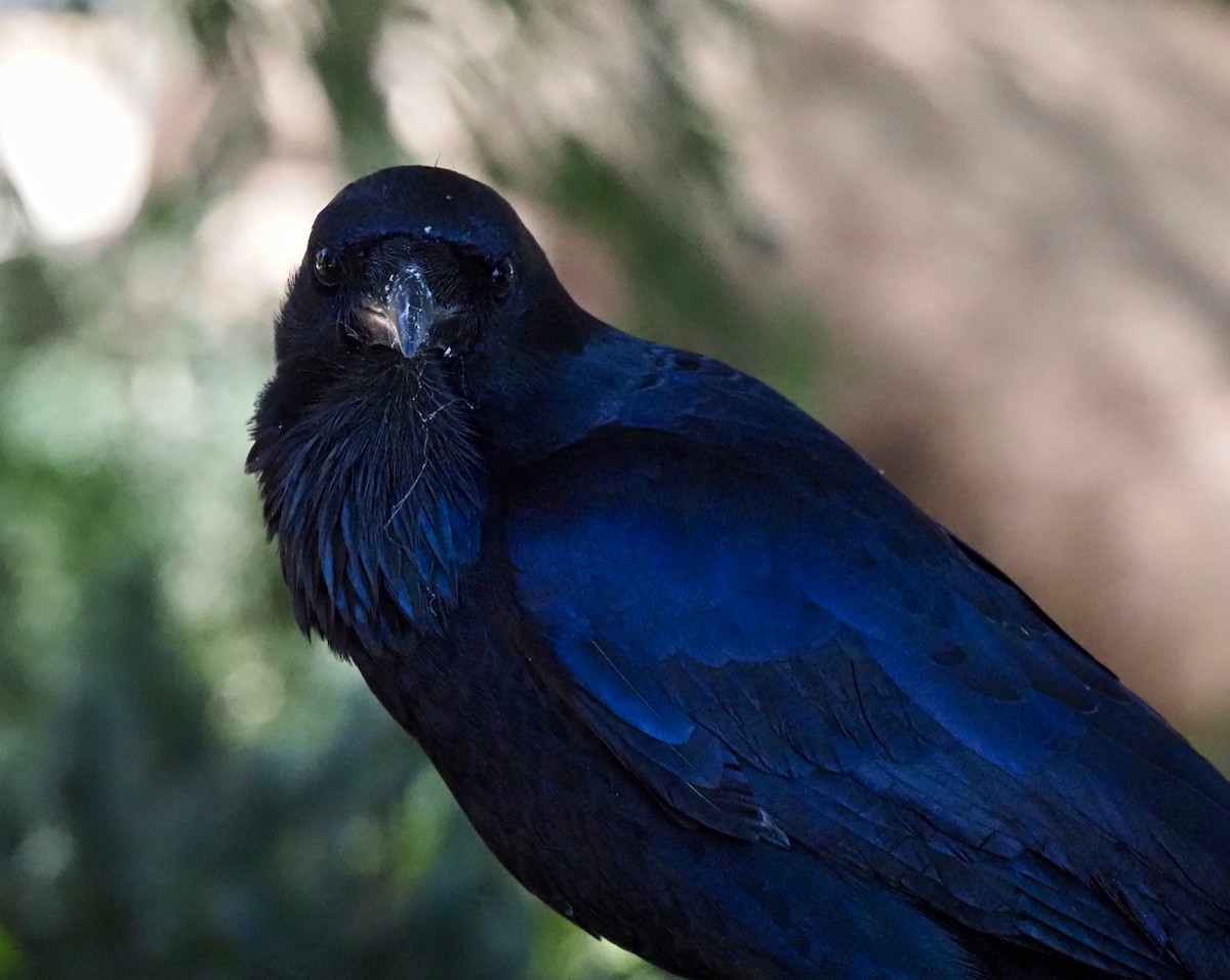 Australian Raven - ML419762691