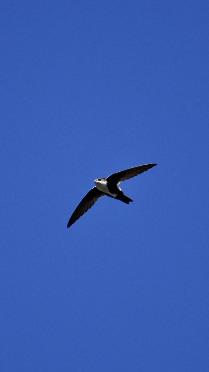 White-throated Swift - ML419764151