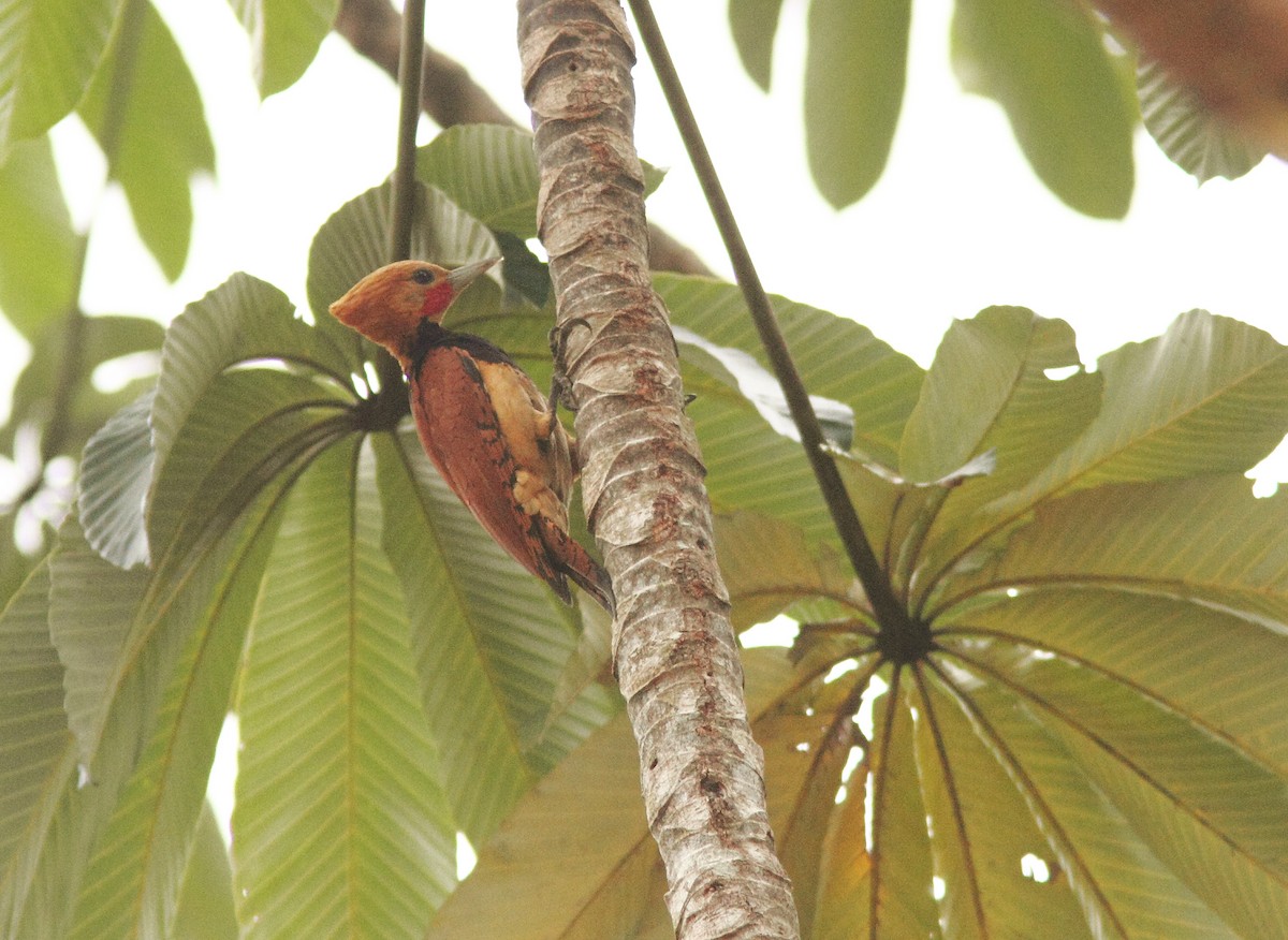 Ringed Woodpecker (Ringed) - ML419766571