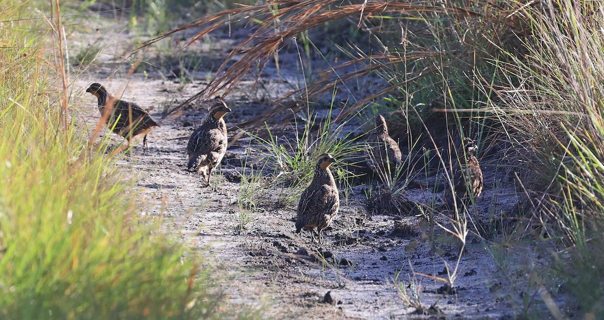 Black-throated Bobwhite - ML419769161