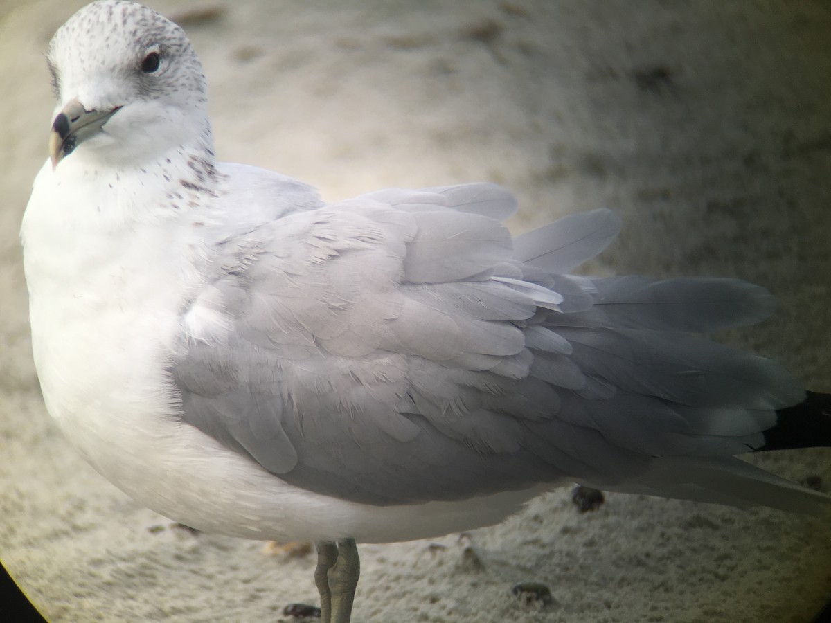 Ring-billed Gull - David Simpson